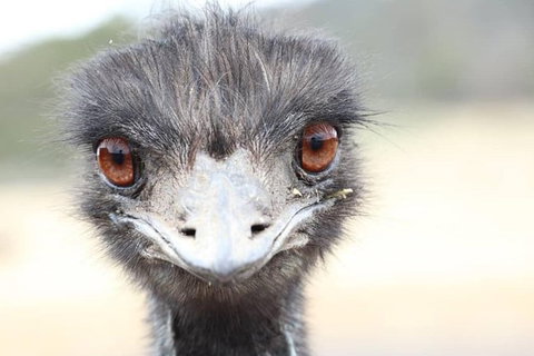 ZOODOO ZOO Tour, Meet The Famous Tasmanian Devil, Cuddle A Kangaroo, Feed A Lion - Redcliffe Tourism 1