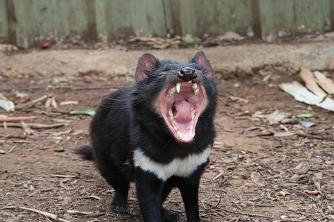 ZOODOO ZOO Tour, Meet The Famous Tasmanian Devil, Cuddle A Kangaroo, Feed A Lion - Redcliffe Tourism 0