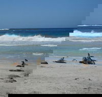 Kangaroo Island in a Day Tour from Adelaide - Redcliffe Tourism
