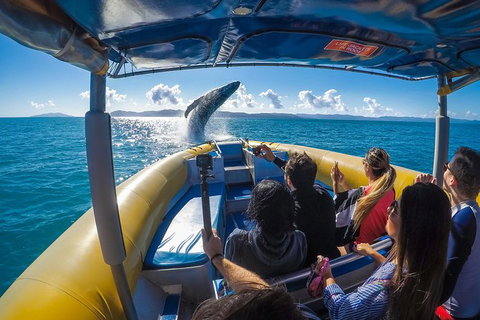 Ocean Rafting Tour To Whitehaven Beach, Hill Inlet Lookout & Top Snorkel Spots - Redcliffe Tourism 14