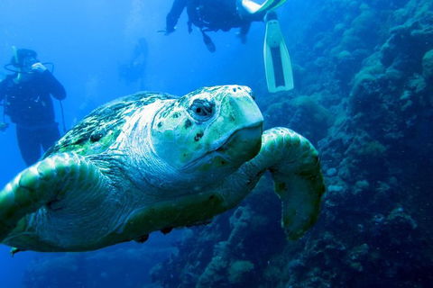 Scuba Dive The S.S. Yongala Wreck On The Great Barrier Reef. - Redcliffe Tourism 0