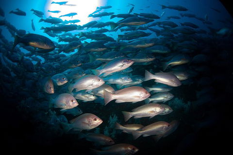 Scuba Dive The S.S. Yongala Wreck On The Great Barrier Reef. - Redcliffe Tourism 7