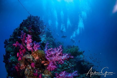 Scuba Dive The S.S. Yongala Wreck On The Great Barrier Reef. - Redcliffe Tourism 2