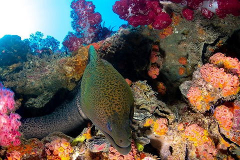 Scuba Dive The S.S. Yongala Wreck On The Great Barrier Reef. - Redcliffe Tourism 6