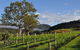 Full Day Mount Tamborine Winery Tour From Gold Coast - thumb 15