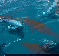Fraser Island  Dolphin Sailing Adventure - Redcliffe Tourism