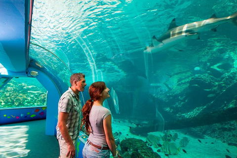 Reef HQ Great Barrier Reef Aquarium General Entry Ticket - Redcliffe Tourism 1