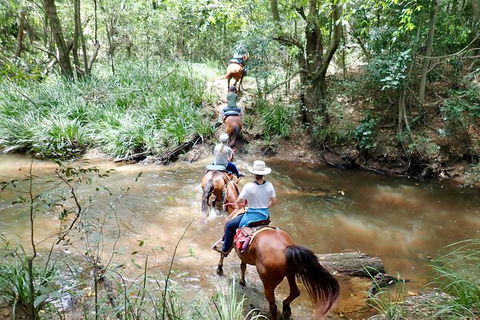 Country Day Ride From Mt Goomboorian With Rainbow Beach Horse Rides - Redcliffe Tourism 1