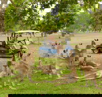 Small-Group Wildlife and Rainforest Tour from Port Douglas - Redcliffe Tourism
