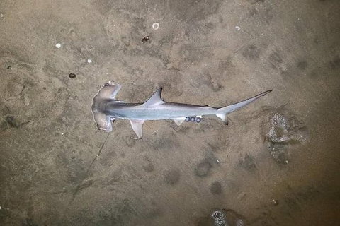 Land Based Game Fishing - Redcliffe Tourism 1