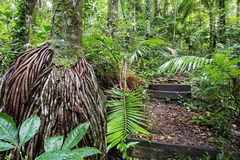 Whitsundays Tropical Rainforest, Waterfalls And Airlie Beach Eco Experience - Redcliffe Tourism 7