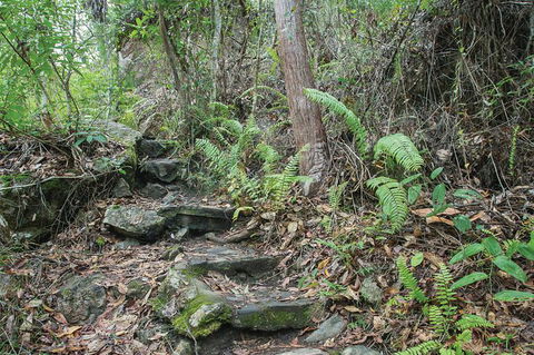 Whitsundays Tropical Rainforest, Waterfalls And Airlie Beach Eco Experience - Redcliffe Tourism 16