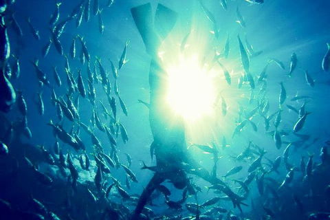 2-Day Whitsundays Sailing Adventure: SV Whitehaven - Redcliffe Tourism 9