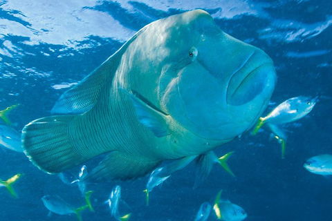Whitehaven Beach And Hill Inlet Lookout Full-Day Snorkeling Cruise By High-Speed Catamaran - Redcliffe Tourism 4