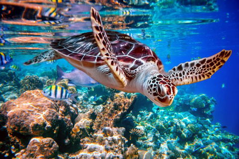 Whitehaven Beach And Hill Inlet Lookout Full-Day Snorkeling Cruise By High-Speed Catamaran - Redcliffe Tourism 9