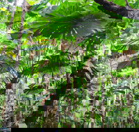 Cape Tribulation Daintree Rainforest and Wildlife Tour - Redcliffe Tourism