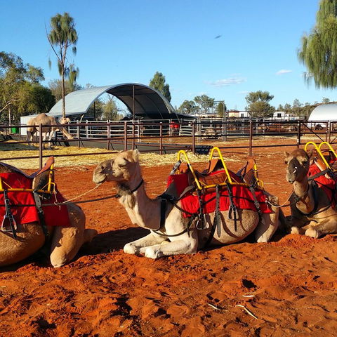 Uluru Small-Group Tour By Camel At Sunrise Or Sunset - Redcliffe Tourism 15