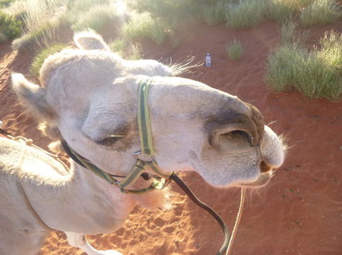 Uluru Small-Group Tour By Camel At Sunrise Or Sunset - Redcliffe Tourism 10