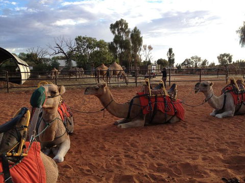 Uluru Small-Group Tour By Camel At Sunrise Or Sunset - Redcliffe Tourism 24