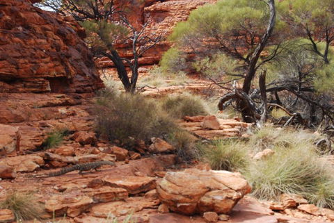 Kings Canyon Day Trip From Ayers Rock - Redcliffe Tourism 24