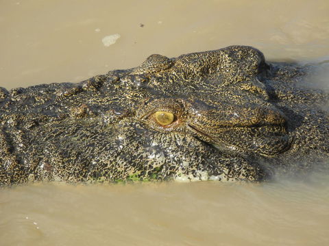 Darwin Jumping Crocodiles Cruise On Adelaide River - Redcliffe Tourism 4