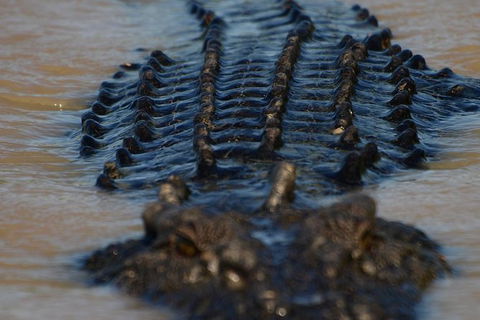 Darwin Jumping Crocodiles Cruise On Adelaide River - Redcliffe Tourism 1