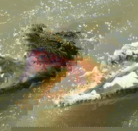 Darwin Jumping Crocodiles Cruise on Adelaide River - Redcliffe Tourism