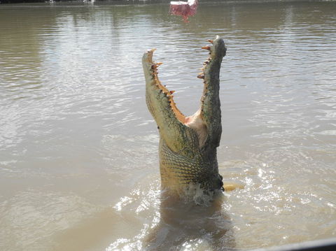 Darwin Jumping Crocodiles Cruise On Adelaide River - Redcliffe Tourism 5