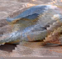 Turtle Tracks Tour to Bare Sand Island from Darwin - Redcliffe Tourism