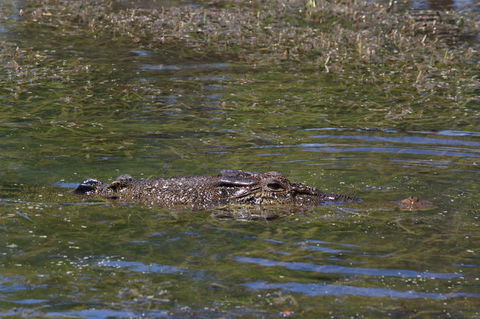 Kakadu, Nourlangie And Yellow Waters Tour From Darwin - Redcliffe Tourism 16