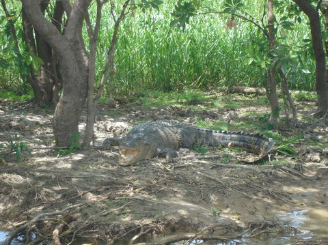 Kakadu, Nourlangie And Yellow Waters Tour From Darwin - Redcliffe Tourism 21