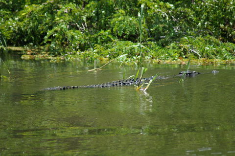 Kakadu, Nourlangie And Yellow Waters Tour From Darwin - Redcliffe Tourism 4