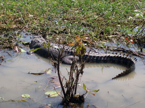 Kakadu, Nourlangie And Yellow Waters Tour From Darwin - Redcliffe Tourism 19