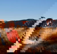 Uluru Sunrise and Kata Tjuta Half Day Trip - Redcliffe Tourism