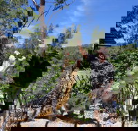 Private Shoalhaven Zoo Experience from Sydney - Redcliffe Tourism