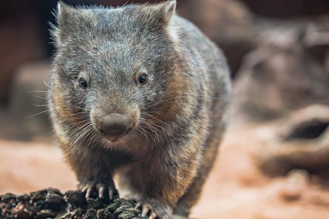 Sydney Shore Excursion: WILD LIFE Sydney Entrance Ticket - Redcliffe Tourism 6