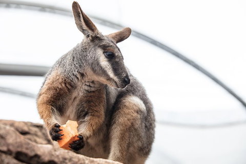 Sydney Shore Excursion: WILD LIFE Sydney Entrance Ticket - Redcliffe Tourism 2