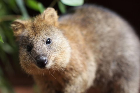 Sydney Shore Excursion: WILD LIFE Sydney Entrance Ticket - Redcliffe Tourism 7