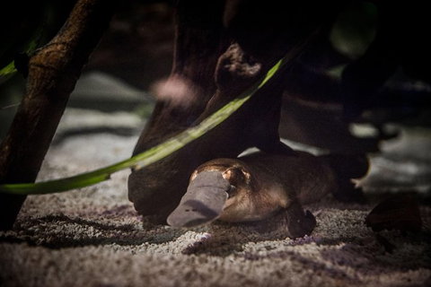 Sydney Shore Excursion: WILD LIFE Sydney Entrance Ticket - Redcliffe Tourism 4
