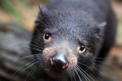 Sydney Shore Excursion: WILD LIFE Sydney Entrance Ticket - Redcliffe Tourism 5