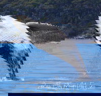 Whale Watching Jervis Bay - Redcliffe Tourism