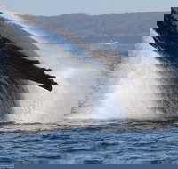 Jervis Bay Whale Watching Tour - Redcliffe Tourism