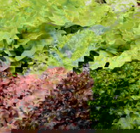 Apple Tree Creek - Redcliffe Tourism