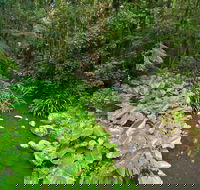 Brindle Creek Walking Track - Redcliffe Tourism