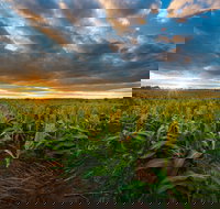 Capella - Redcliffe Tourism