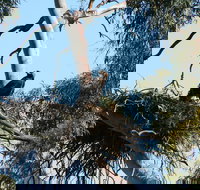 Castle Creek Reserve - Redcliffe Tourism