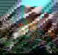 Cohunu Koala Park - Redcliffe Tourism