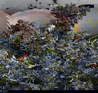 Coldstream - Redcliffe Tourism