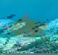 Flinders Reef Dive Site - Redcliffe Tourism