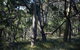 Green's Bush Long Circuit Walk - thumb 0